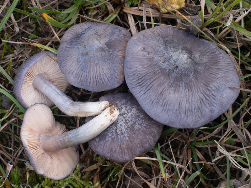 Entoloma bloxamii